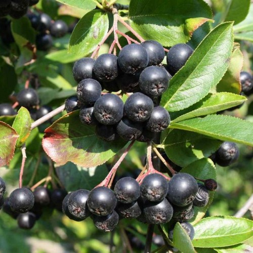 Aronia melanocarpa 'Hugin' - Tume aroonia 'Hugin' P9/0,55L